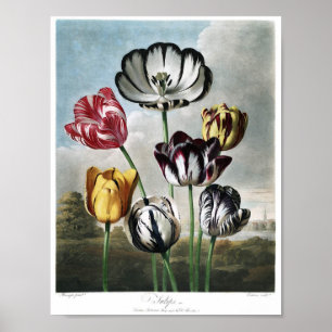 Poster Illustration botanique vintage