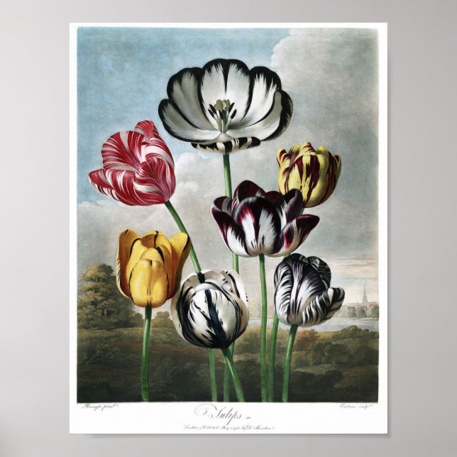 Poster Illustration botanique vintage (Devant)