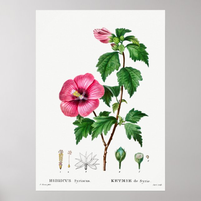 Poster Illustration botanique vintage (Devant)