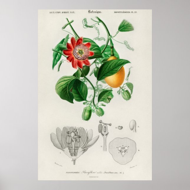 Poster Illustration botanique vintage (Devant)