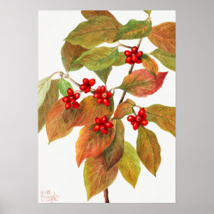 Poster Illustration botanique vintage