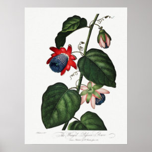 Poster Illustration botanique vintage
