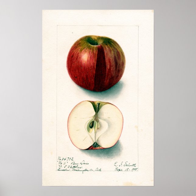 Poster Illustration botanique vintage Apple (Devant)