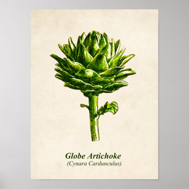 Poster Illustration botanique vintage, Artichoke (Devant)