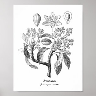Poster Illustration botanique Vintage Avocado