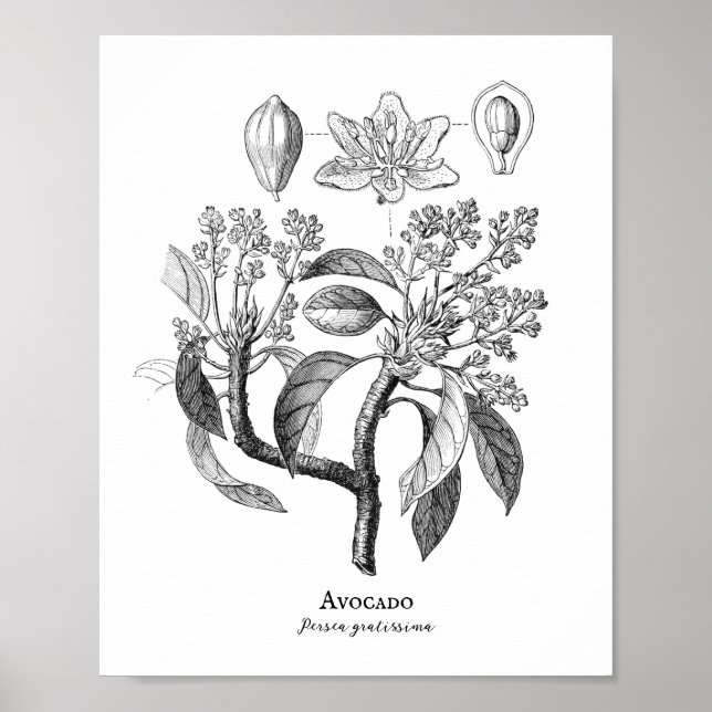 Poster Illustration botanique Vintage Avocado (Devant)