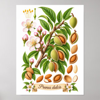 Poster Illustration botanique vintage d'amande