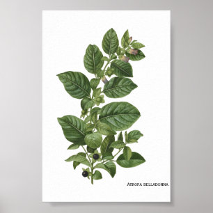 Poster Illustration botanique vintage d'Atropa Belladonna
