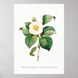 Poster Illustration botanique vintage de Camellia