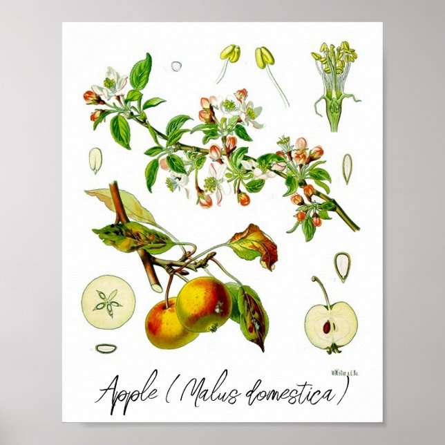 Poster Illustration botanique Vintage de Fruit Pomme (Devant)