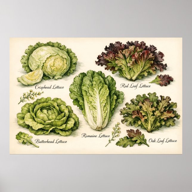 Poster Illustration botanique vintage de variétés de lait (Devant)