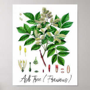 Poster Illustration botanique vintage du frêne 
