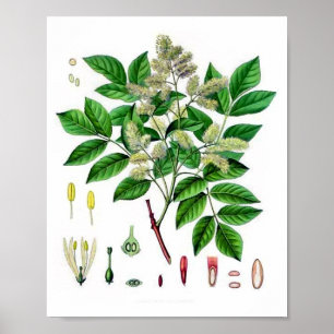 Poster Illustration botanique vintage du frêne