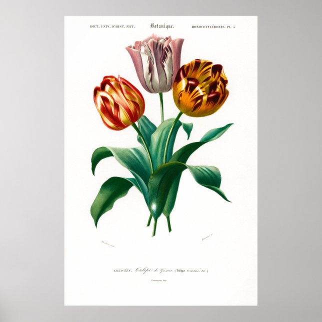 Poster Illustration botanique vintage d'une tulipe (Devant)