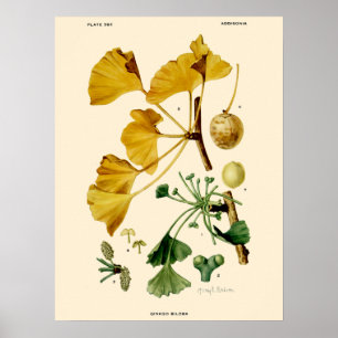 Poster Illustration botanique vintage Ginkgo Biloba