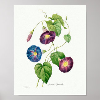 Poster Illustration botanique vintage Gloire du matin