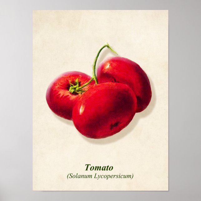 Poster Illustration botanique vintage, tomates (Devant)