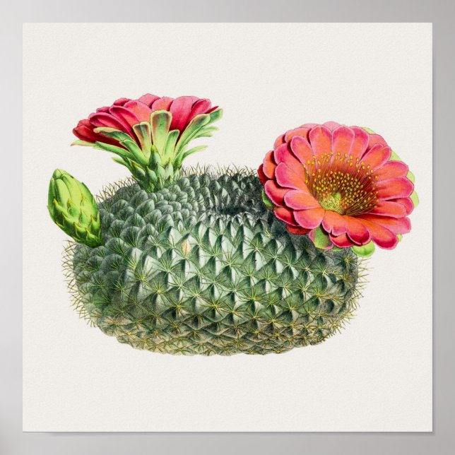 Poster Illustration Cactus (Devant)