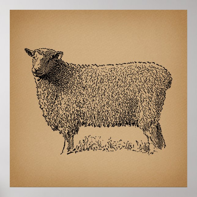 Poster Illustration classique de l'art du mouton animal d (Devant)