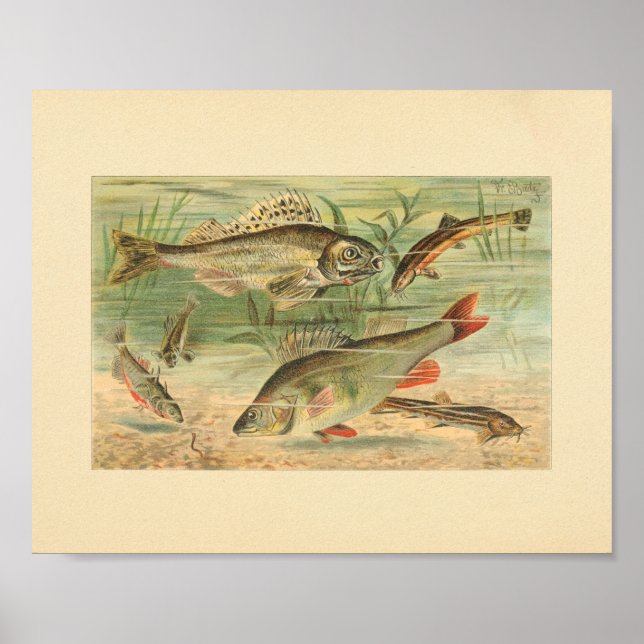 Poster Illustration couleur de l'impression de poisson d' (Devant)