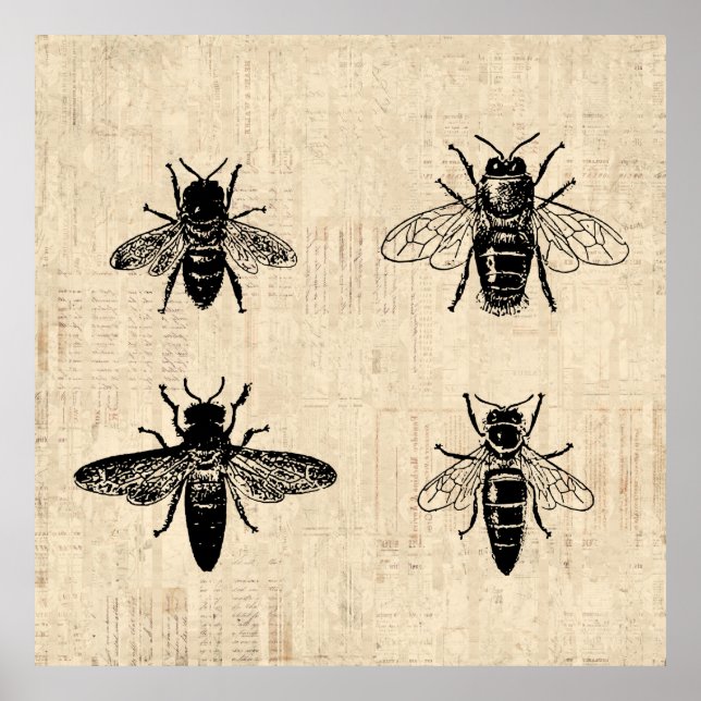 Poster Illustration d'abeilles Antique Bee Art Design Vin (Devant)