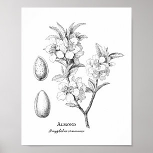 Poster Illustration d'amandes botaniques vintages
