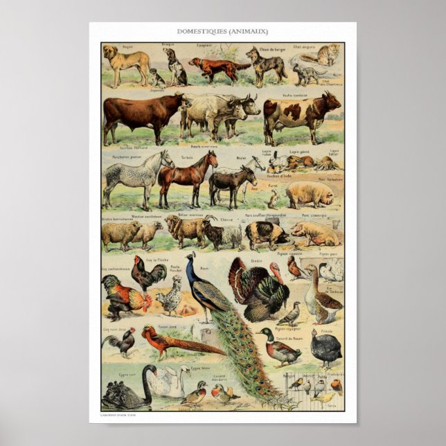 Poster Illustration d'animaux domestiques vintages (Devant)