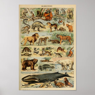 Poster Illustration d'animaux sauvages vintages