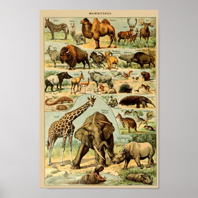 Poster Illustration d'animaux sauvages vintages (Devant)