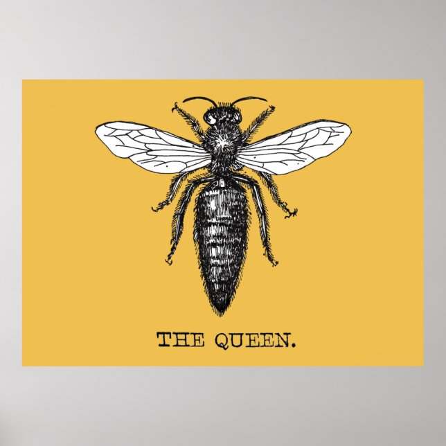 Poster Illustration d'antiquité de l'insecte de la reine  (Devant)