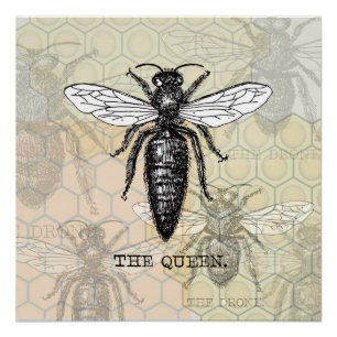 Poster Illustration d'antiquité de l'insecte de la reine 
