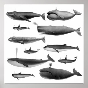 Poster Illustration de baleine