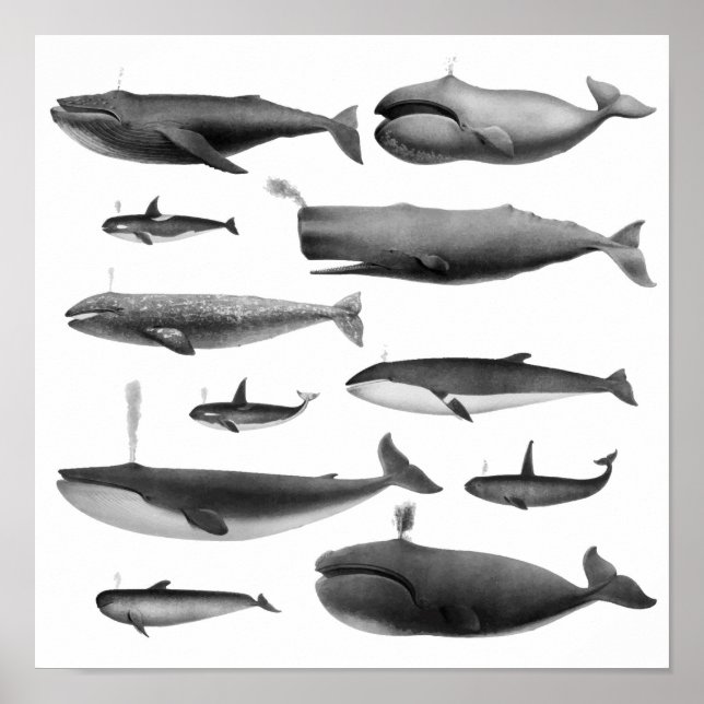 Poster Illustration de baleine (Devant)