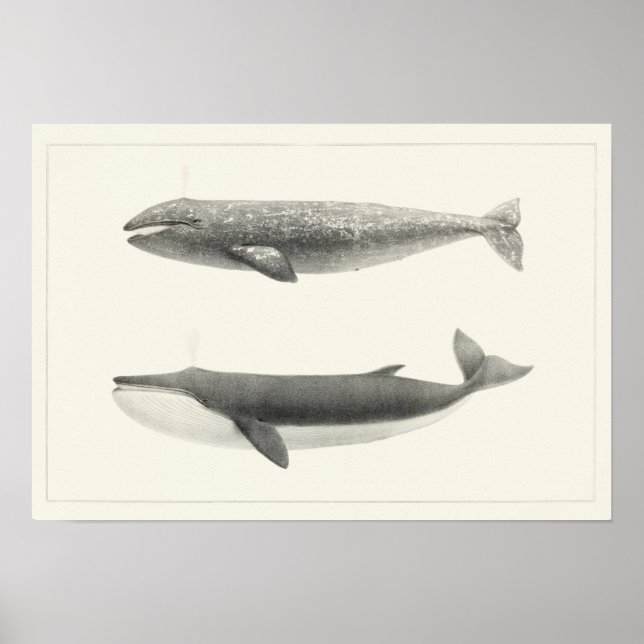 Poster Illustration de baleine vintage (Devant)