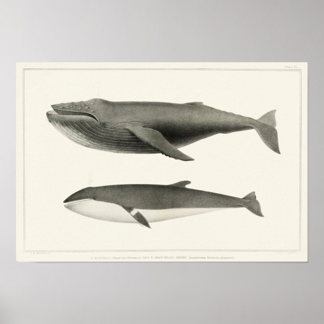 Poster Illustration de baleine vintage (Devant)