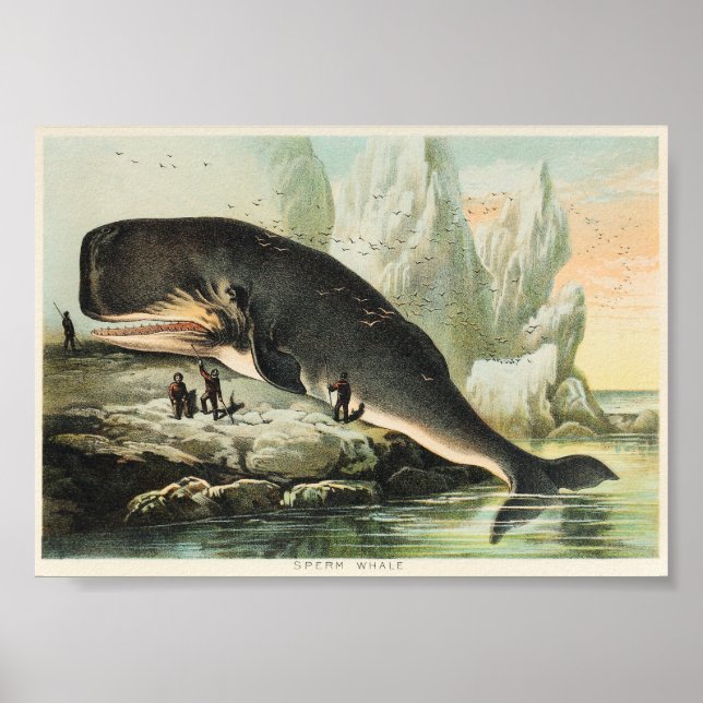 Poster Illustration de baleine vintage (Devant)