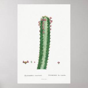 Poster Illustration de cactus Vintages/succès