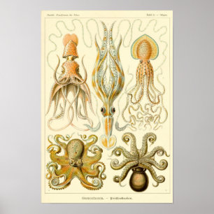 Poster Illustration de calmar vintage/poulpe