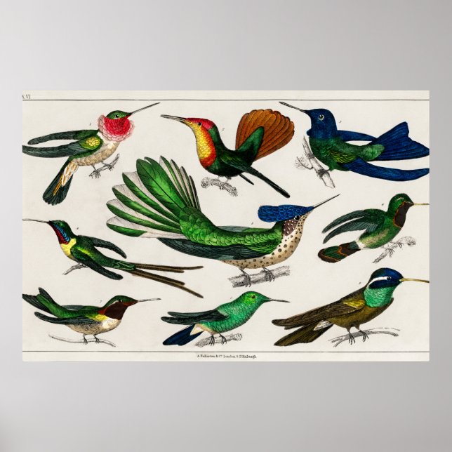 Poster Illustration de colibri vintage (Devant)
