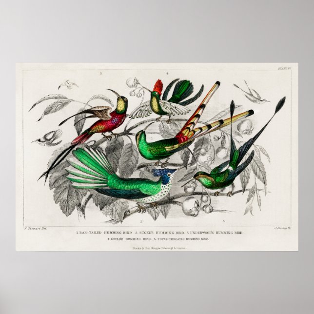 Poster Illustration de colibri vintage (Devant)