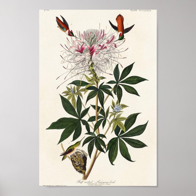 Poster Illustration de colibri vintage (Devant)