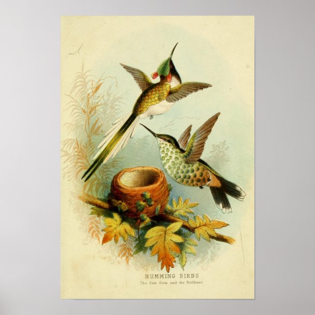 Poster Illustration de colibri vintage (Devant)