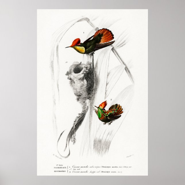 Poster Illustration de colibri vintage (Devant)