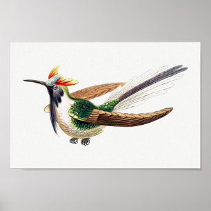 Poster Illustration de colibri vintage