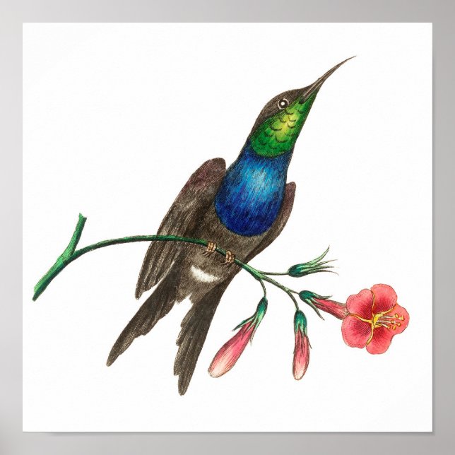 Poster Illustration de colibri vintage (Devant)