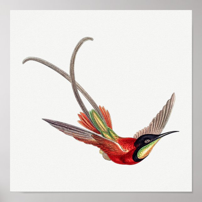 Poster Illustration de colibri vintage (Devant)