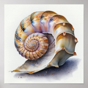Poster Illustration de coquillage en spirale perle et lav