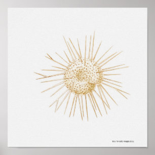 Poster Illustration de coquille de foraminiferan