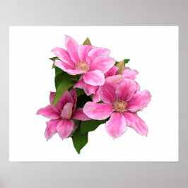 Poster Illustration de fleur de clématite rose blanc