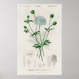 Poster Illustration de fleur sauvage bleue de jardin bota